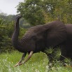 153 LOANGO Inyoungou Riviere Elephant Loxodonta africana cyclotis Solitaire 12E5K2IMG_79269wtmk.jpg
